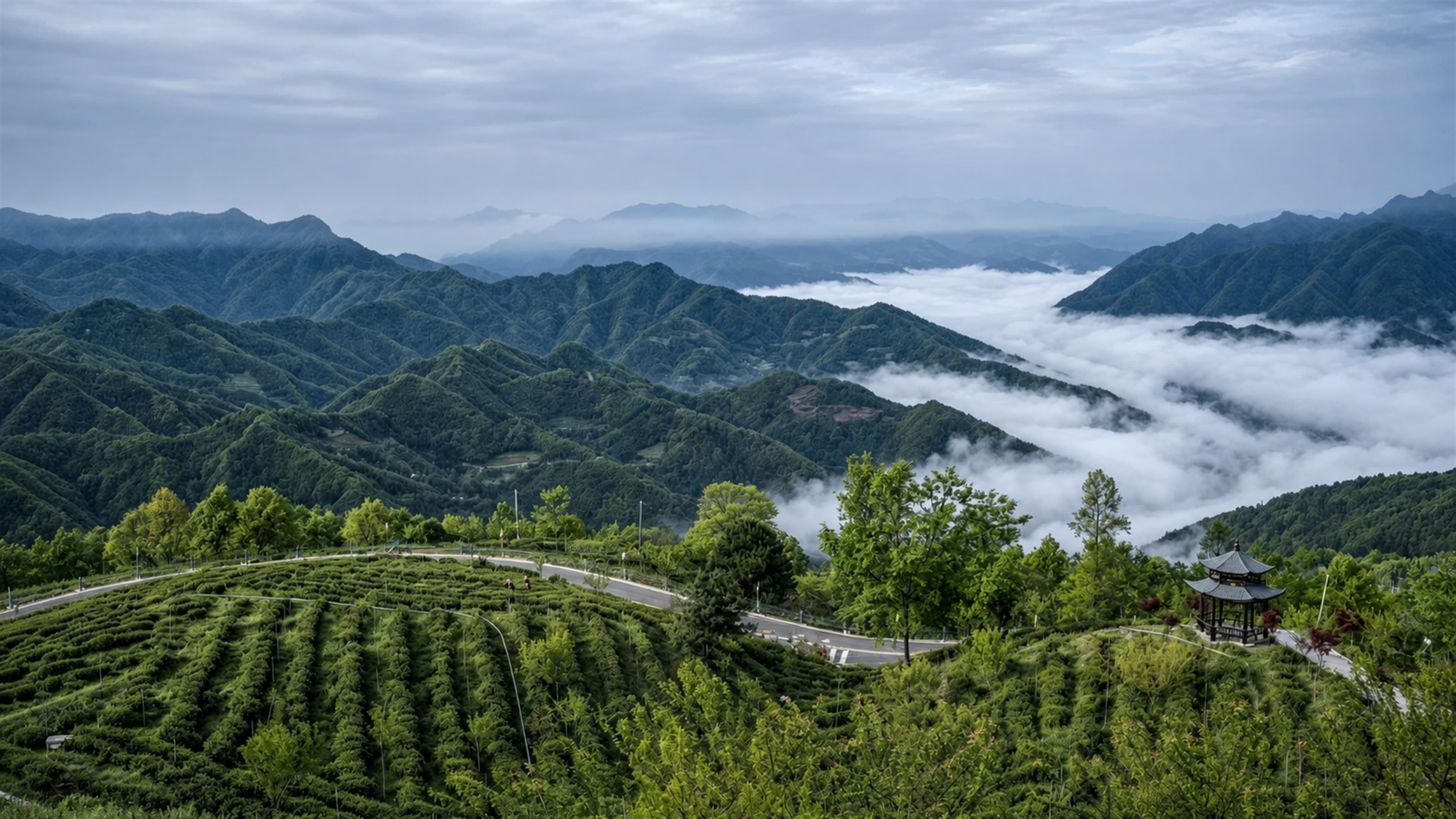 Mist moving through Qingchuan mountains above tea gardens